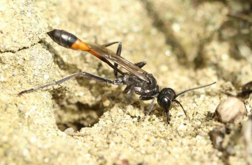 Ammophila sabulosa